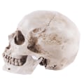 Miniatyrbilde 3 av 5: Anatomisk hodeskallemodell - Realistisk menneskehjerneskalle i harpiks - Liv