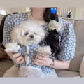 Miniatyrbillede 2 af 5: Efterår kæledyr tøj efterår og vinter Teddy Big By Panda Cra