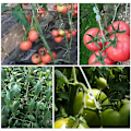 Miniatyrbillede 3 af 5: 100 stk. 9,5 cm tomatclips til tomatplanter J-formet til T