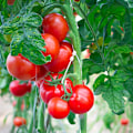 Miniatyrbillede 5 af 5: 100 stk. 9,5 cm tomatclips til tomatplanter J-formet til T