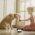 Miniatyrbilde 2 av 5: Kjæledyr treningsklokke, 2 stk. kjæledyr treningsklokker og 1 stk. hund B