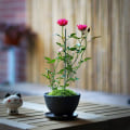 Miniatyrbild 5 av 5: 50 st 50 cm gröna växtstöd