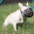 Miniatyrbillede 4 af 4: Kort Hunde Mundkurv - Justerbar Åndbar Mesh Bulldog Mundkurv til