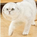 Miniatyrbillede 3 af 5: Kattemaske kattehjelm kattemaskehjelm kæledyr skønhedsmaske kat adju