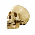 Miniatyrbillede 4 af 5: Model 1:1 Kunstharpiks Menneske Kranie Anatomisk Undervisning, Dekoration Kranie
