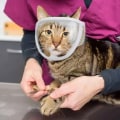 Miniatyrbillede 2 af 5: Kattemundkurv med åndbart net - Netkattemundkurv til at forhindre bid