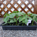 Miniatyrbilde 4 av 5: Sett med 5 minidrivhus for frøplanter, 24 celler