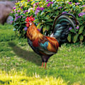 Miniatyrbillede 5 af 5: 1 stk. havepynt i form af en hane - Akryldekoration - Til E