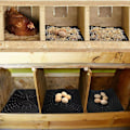 Miniatyrbild 4 av 5: 1 Pack Mjuka Nesting Pads för Hönshus, Tvättsbara Hönsboet Mattor Svamp Höns Nesting Box Pads, Återanvändbara Nesting Mattor Hönshus Box Tillbehör orange