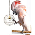 Miniatyrbild 2 av 5: 3 st Papegojleksak kreativt födosökssystem födosöksboll och fågel födosöksleksak frömatboll roterande hjul