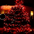 Miniatyrbild 5 av 5: Röda julljus, 33 Ft 150 Count glödlampor Mini String Lights
