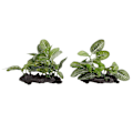 Miniatyrbillede 3 af 5: 2 stk. Akvarieplanter Dekorationer Høj Simulation Akvarium Kunstige Landskabsplanter til Akvarier