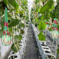 Miniatyrbillede 4 af 4: 10 stk. hængende frugtkurv melonhængekøje mesh frugtkurv vandmelon hængende kurv til opbevaring