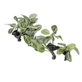 Miniatyrbillede 5 af 5: 2 stk. Akvarieplanter Dekorationer Høj Simulation Akvarium Kunstige Landskabsplanter til Akvarier