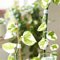 Miniatyrbild 4 av 5: 1 Rulle Multifunktionell Halkfri Kabelband Fästtejp Praktisk Justerbar Kabelbindare för Hemmet Green 5 m