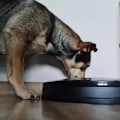 Miniatyrbillede 4 af 5: Foderautomat til Hund - Automatisk Foderautomat