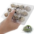 Miniatyrbilde 2 av 5: 100 stk 12 Ruters Vaktel-eggeske Gjenbrukbare Vaktel-eggkartonger Eggoppbevaringsboks Transparent Kjøleskap Oppbevaringsboks Mini Eggdispenser med Lokk for Kjøleskap