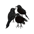 Miniatyrbilde 3 av 5: 6 x Halloween Dekorasjon Kråke Kunstig Raven Kråke Med Fjær Svart Fugl
