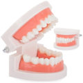 Miniatyrbild 1 av 4: Anatomical Tooth Model - Denture