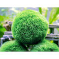 Miniatyrbillede 5 af 5: 10 Marimo Mos Kugler 2,5 cm, Simuleringsgrøn algebold
