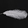 Miniatyrbillede 3 af 5: TS-20 Stykker Hvide Naturlige Strudsefjer 20-25cm Bryllup DIY