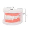 Miniatyrbild 4 av 4: Anatomical Tooth Model - Denture