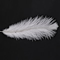 Miniatyrbillede 5 af 5: TS-10 Stykker Hvide Naturlige Strudsefjer 20-25cm Bryllup Diy