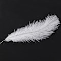Miniatyrbillede 4 af 5: TS-10 Stykker Hvide Naturlige Strudsefjer 20-25cm Bryllup Diy