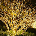 Miniatyrbilde 5 av 5: 100M 1000 LED Julelys LED Lyslenke Utendørs Eventyrlys Høytid