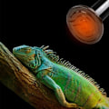 Miniatyrbillede 4 af 4: TS-Amfibie Reptil Varme Lampe med Farveboks Almindelig Keramisk Lampe Skildpadde Øgle Edderkop Reptil Varmeboks 220V (75W)