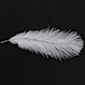 Miniatyrbillede 3 af 5: TS-10 Stykker Hvide Naturlige Strudsefjer 20-25cm Bryllup Diy