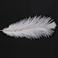 Miniatyrbillede 5 af 5: TS-20 Stykker Hvide Naturlige Strudsefjer 20-25cm Bryllup DIY