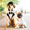 Miniatyrbild 5 av 5: Formell Hundbröllopsbandana för Elegant Husdjursbröllop, Återanvändbar Hundbandana med Användbarhet Under Alla Årstider
