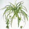 Miniatyrbild 2 av 5: FlexibleDecoration, Konstgjord Ampellilja, 60 cm Stor Simulation Chlorophytum Comosum, Hållbar Grön Väggdekoration, Falsk Växt av Plast för