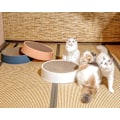 Miniatyrbild 4 av 5: Kattklösbräda & Lounge med Dubbla Funktioner, Högkvalitativ Korrugerad Lounge Kattsäng för Inom- och Utomhusbruk