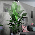 Miniatyrbild 2 av 5: Växtlampa LED Fullspektrum för Inomhusväxter, Justerbar Växtbelysning med 72 LEDs, Dimbar Ljusstyrka, Timer 3/9/12 Timmar för Inomhusväxter black
