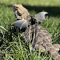 Miniatyrbild 2 av 5: Mjukt läder reptil ödla koppel, unik design med giftfria material, justerbar lädersele för skäggagamer från bebis till vuxen och andra