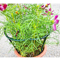 Miniatyrbild 4 av 7: Trädgårdsstöd Pinnar för Växter, Blomstertorn för Klätterväxter, DIY Trädgårdsstöd för Upprätt Tillväxt, Högkvalitativa Växtstöd i Plast för