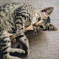 Miniatyrbilde 5 av 5: 2 stk katteleker katte tenner rengjøring tyggestikker katte tyggesaker for innendørs katter kattunge reduserer trykk og ensomhet