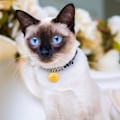 Pikkukuva 4 / 5: Koogel Kleine Glöckchen zum Basteln, 50 Stück 5 Farben Bunte