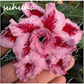 Miniatyrbild 1 av 4: Desert Rose Flower Adenium Lily Rose 5pcs-adenium-NO.3 none
