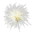 Pikkukuva 1 / 5: Höyhenrintakoru Huivi Klipsi Korut Asusteet Naisten Vaatteiden Koristeet-Xin Cream color