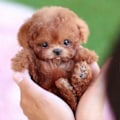 Miniatyrbilde 3 av 4: Milow Robothvalp, Milow - Min Realistiske Robothvalp - xindaren Brown
