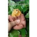 Miniatyrbild 2 av 4: 2 PCS Squeeze Squirrel Toys Decompression Evil Squirrel Cup Sensory Fidget Toys