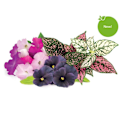 Pikkukuva 1 / 3: Click and Grow Smart Garden Refill 9-pakkaus