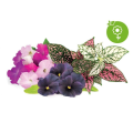 Miniatyrbild 2 av 3: Click and Grow Smart Garden Refill 9-pack