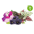 Pikkukuva 2 / 3: Click and Grow Smart Garden Refill 9-pakkaus