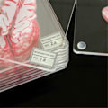 Miniatyrbillede 5 af 5: Hjerne Prøve Glasbrikker Sæt 3D Organ Hjernekunst Hjerne Skiver Firkantede Akryl Drikke Bord Glasbrikker