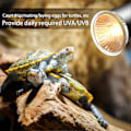 Miniatyrbillede 2 af 5: Reptil Solplads Lampe Reptil Varmelampe Med 360 Graders Drejelig Slange Til Skildpadde Skægget Drage Firben Slange BLACK No Bulb