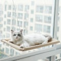 Miniatyrbild 5 av 5: Kattbädd Fönster, Säkerhetskatt Hyllor Platsbesparande Fönstermonterad